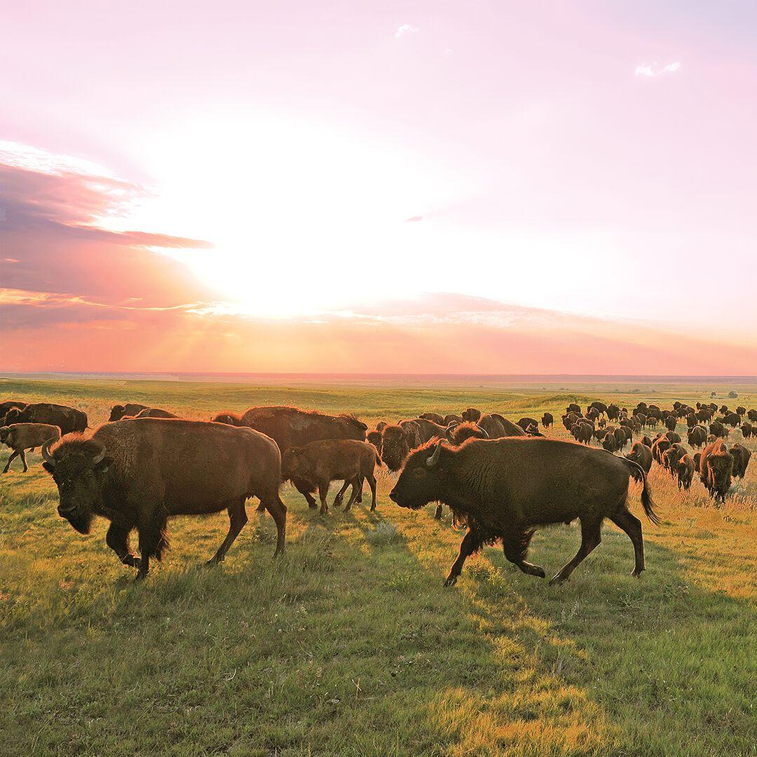 Provisions Grass-Fed Original Bison Meat Sticks | Patagonia for sale